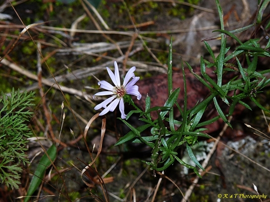 {Symphyotrichum priceae}